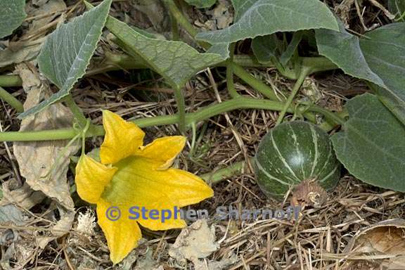 cucurbita foetidissima 5 graphic